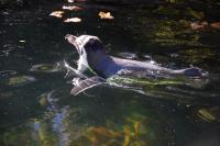 Imagine atasata: Zoo Berlin 0387.JPG